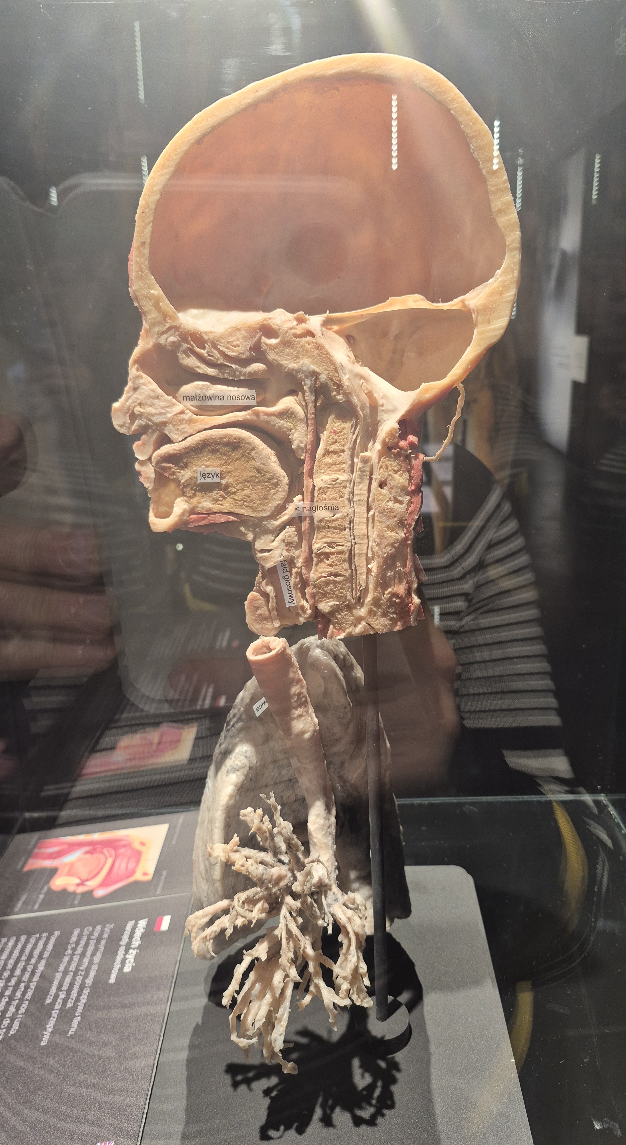 anatomia czlowieka w praktyce 8